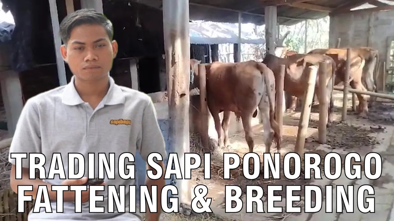 
                                 Trading-Sapi-Ponorogo-Fattening-dan-Breeding